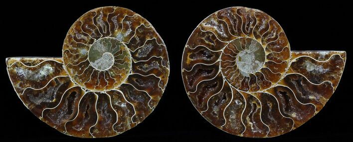 Polished Ammonite Pair - Agatized #51736